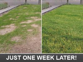 this is howyour lawn will look after our Westchester sprinkler repair techs will fix your system